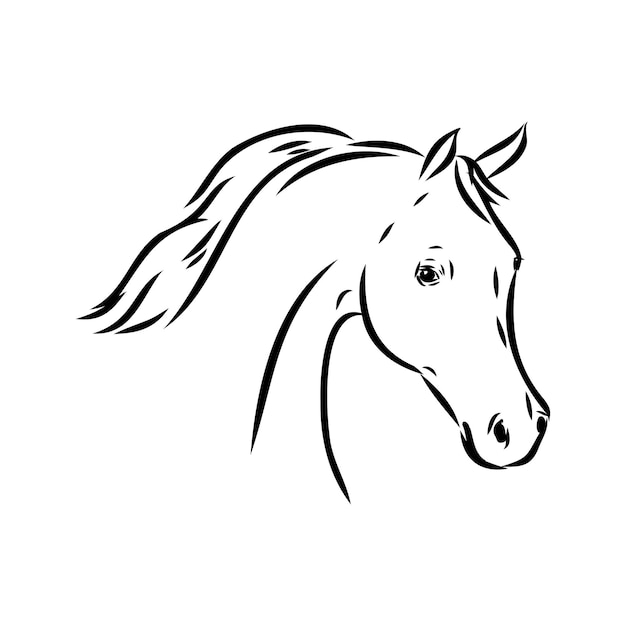 Handdrawn of arabian horse sketch with pen in vector format eps