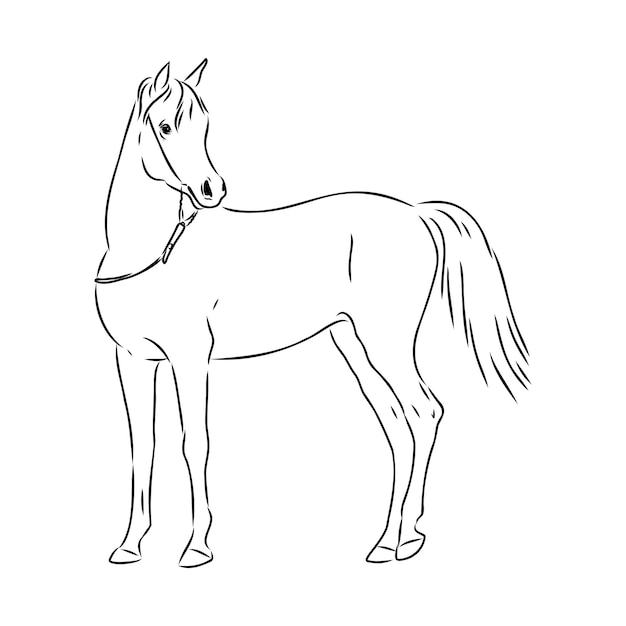 Handdrawn of arabian horse sketch with pen in vector format eps