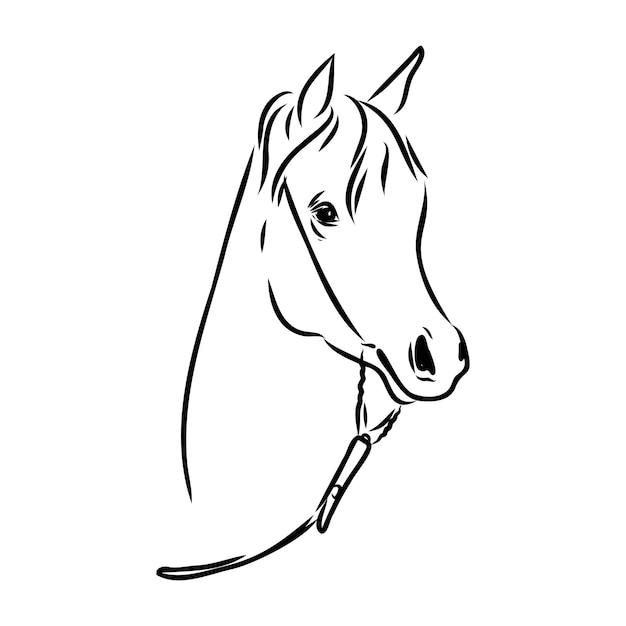 Handdrawn of arabian horse sketch with pen in vector format eps