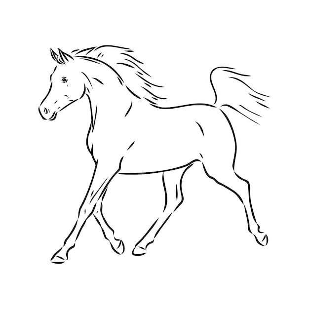 Vector handdrawn of arabian horse sketch with pen in vector format eps