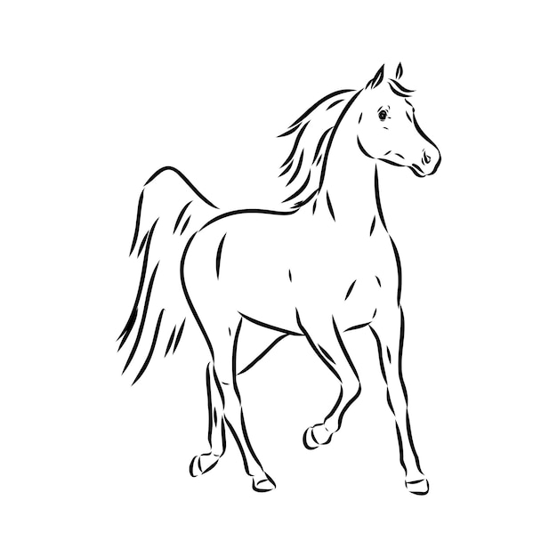 Disegnato a mano di schizzo di cavallo arabo con penna in formato vettoriale eps