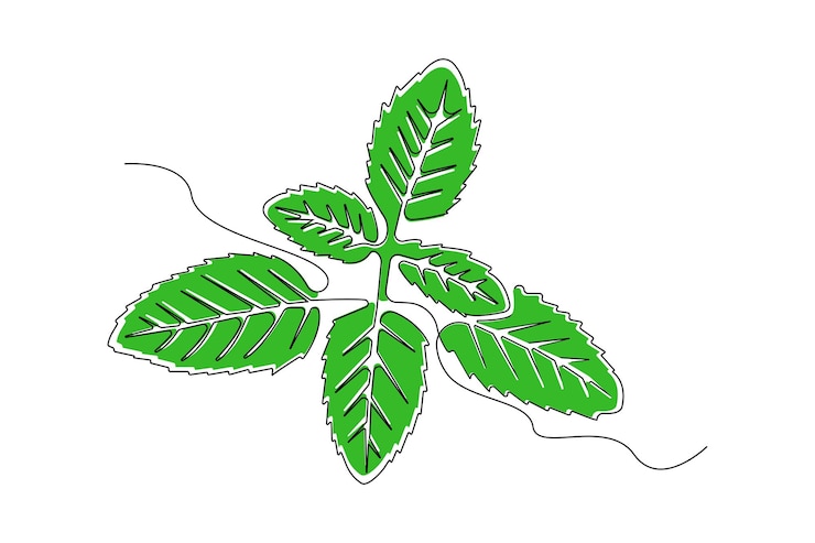 Vector handdrawn basil leaves line art drawing basil plant linear icon vector