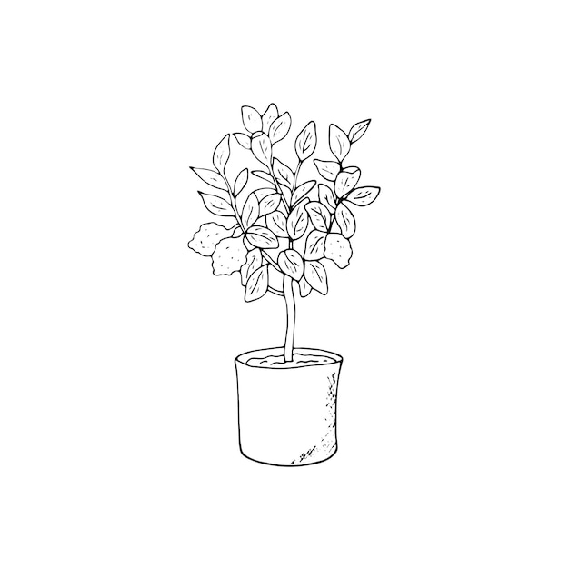 Handdrawn bergamot plant in a pot Vector botanical illustration isolated on white background