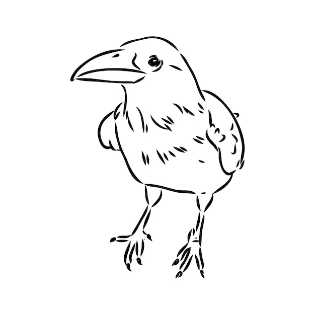 Handdrawn black crow raven bird sketch vector illustration