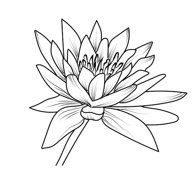 Vector handdrawn botanical spring elements bouquet of water lily flower line art coloring page