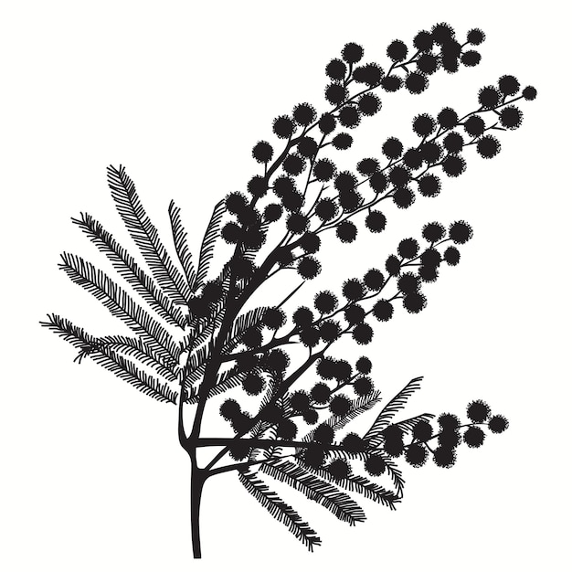 Handdrawn branch of mimosa black silhouette on white background