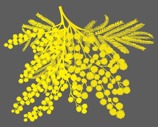 Vettore ramo disegnato a mano di mimosa silhouette gialla su sfondo grigio