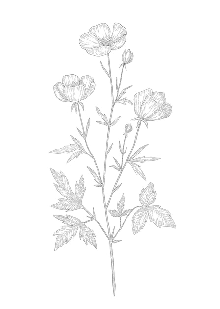 Handdrawn buttercup flower illustration Botanical illustration of summer meadow wildflower