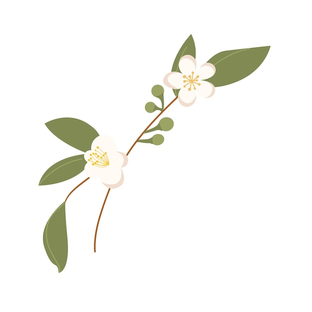 Ручной рисунок Camellia sinensis Ветвь зеленого чая Китайский цветок с лепестками Мультфильм цветок иллюстрация на белом фоне