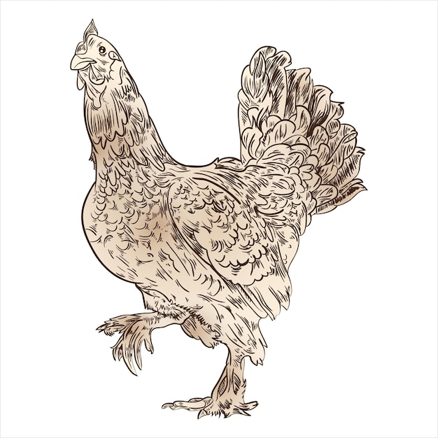 Handdrawn chicken hen Poultry broiler farm animal Vintage sketch vector illustration