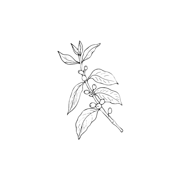 Handdrawn coffee plant branch with berries and leaves Vector isolated illustration for menu