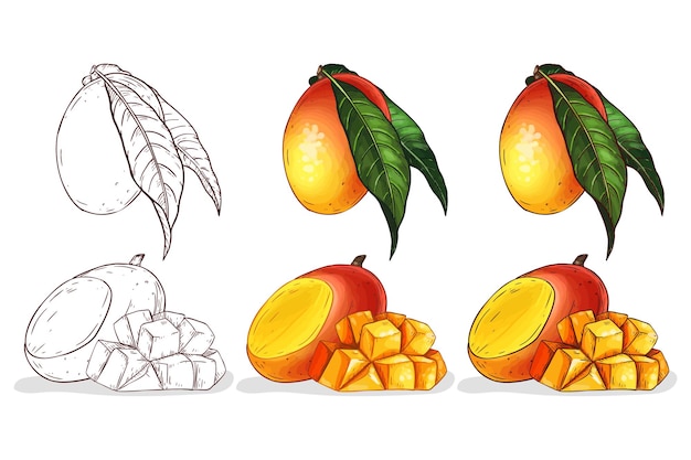 Handdrawn color mango illustration