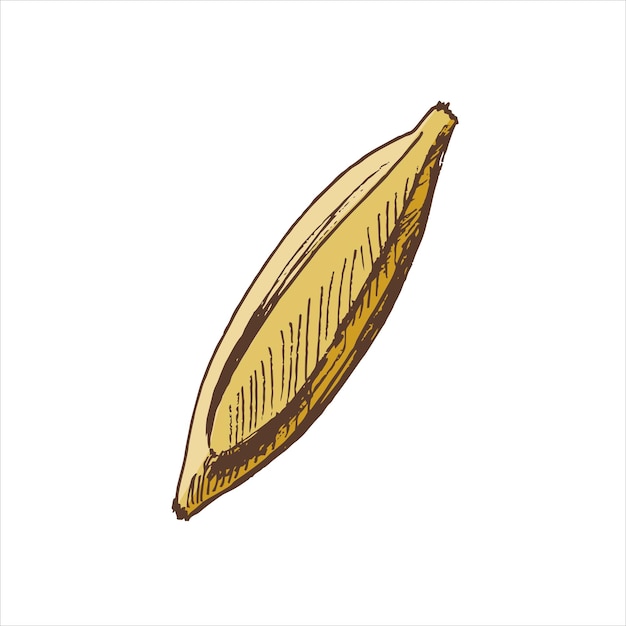 バナナの手描きのカラー スケッチ ヴィンテージ イラスト落書きラベルのパッケージとはがきのデザインの要素xA