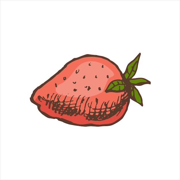 A handdrawn colored sketch of strawberry vintage illustration doodle element for the design of labels packaging and postcards