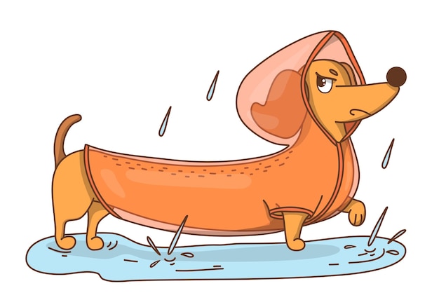 Handdrawn disgruntled dachshund dog in a raincoat