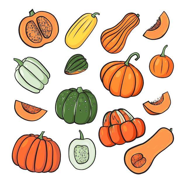 Vector handdrawn doodle illustration of varieties of pumpkin and squash