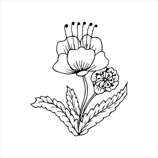 Handdrawn flower single doodle element for coloring invitation postcard Black and white vector image