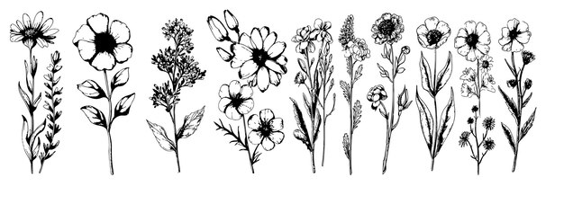 Vector handdrawn garden summer flower collection