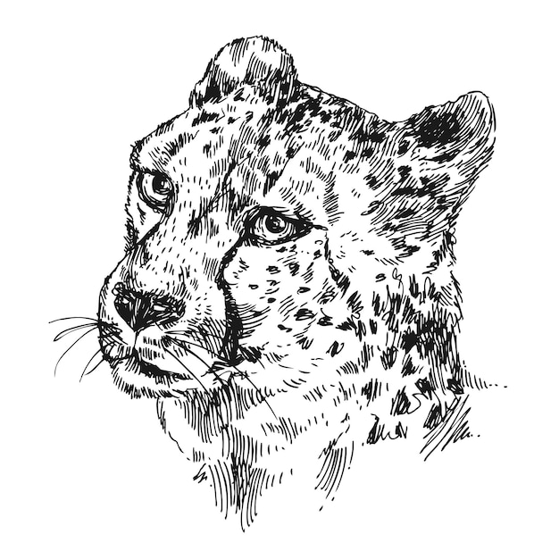 Vector handdrawn illustration cheetah