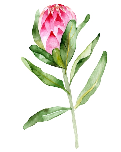 Handdrawn isolated watercolor floral illustration with pink protea leaves and flowers