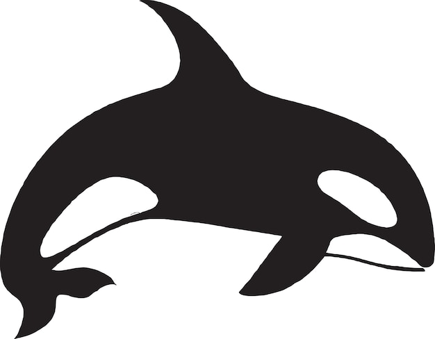 Vector handdrawn killer whale illustration in black and white