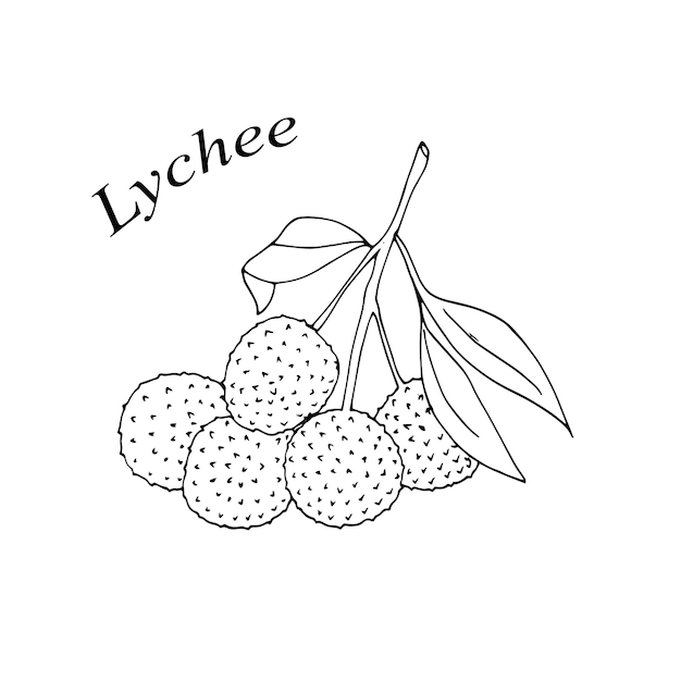 손으로 그린 리치 과일 터 일러스트레이션 듀들 스타일 리치 과일에 잎이 있는 가지