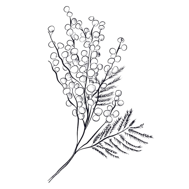 手描きミモザの枝 ベクトルイラスト