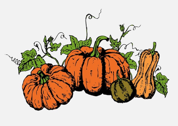 Handdrawn and painted vector pumpkins