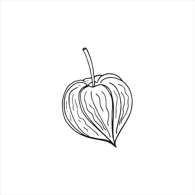 Ручная иллюстрация Physalis doodle, изолированная на белом фоне