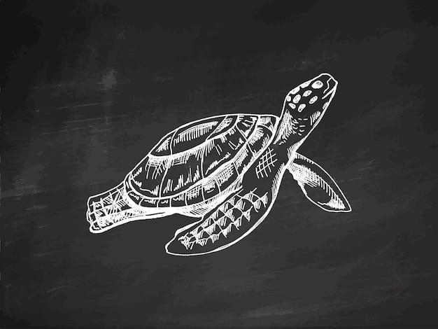 Ручно нарисованная морская черепаха Векторная иллюстрация на фоне доски Морская коллекция Гравировка