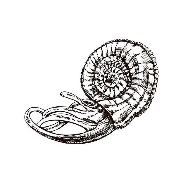 Schizzo disegnato a mano di un mollusco nautilus in una conchiglia.