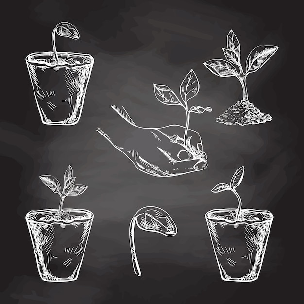 Handdrawn sketch of plants in biodegradable peat moss pots and tree sprout in hand on chalkboard background Eco concept Doodle vector outline doodle icon