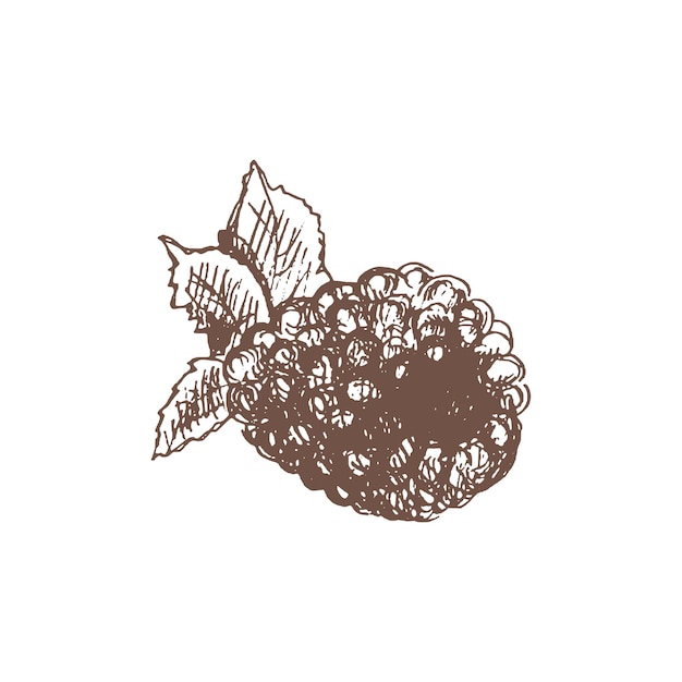 A handdrawn sketch of raspberry Vintage illustration doodle Element for the design of labels packaging and postcardsxA