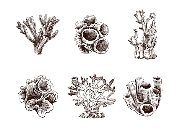 Handdrawn sketch set of various corals Tropical reef elements Vector engraved illustrations