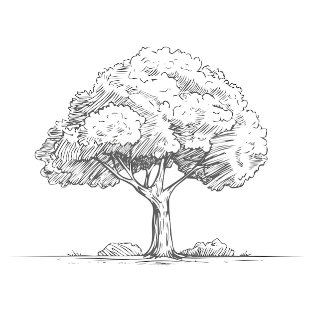 handdrawn sketch of a tree