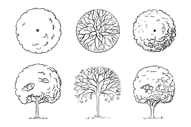 Vettore schizzo disegnato a mano di alberi paesaggistica tre piante legnose da giardino deciduo vista frontale e vista dall'alto