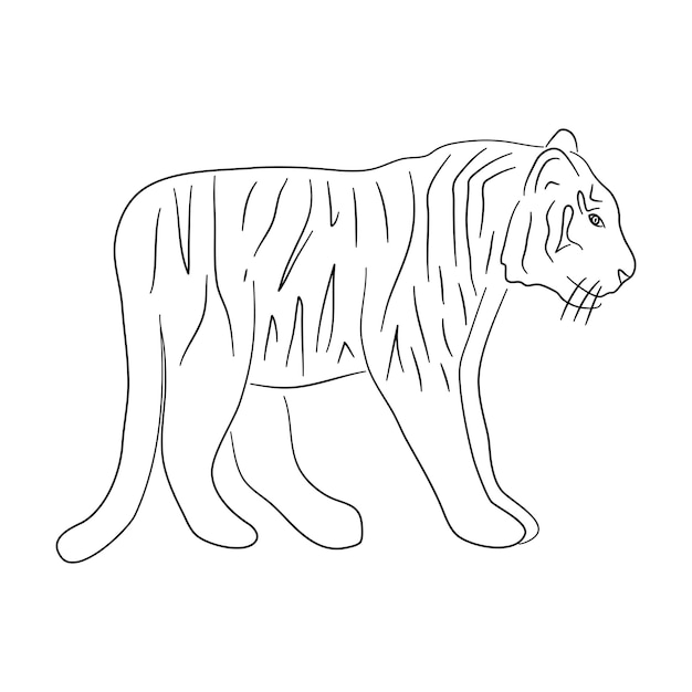 Vector handdrawn tiger sketch vector illustration