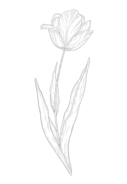 Handdrawn tulip flower illustration botanical illustration of summer wildflower