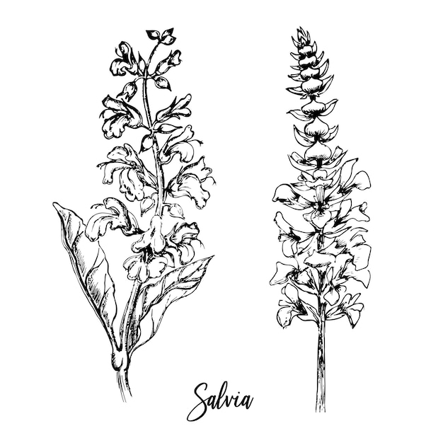 開花サルビアの手描きの2つの小枝