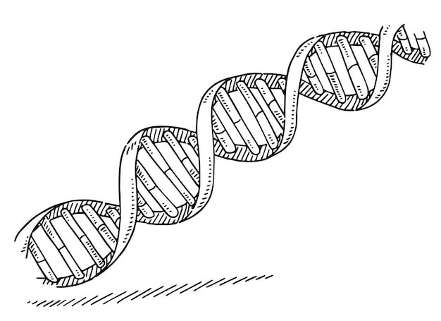 Vector handdrawn vector drawing of a dna strand genetics symbol blackandwhite sketch on a transparent b