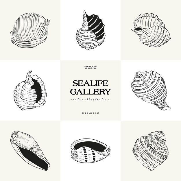 Handdrawn vector set featuring realistic sketches of various marine seashells starfish in black