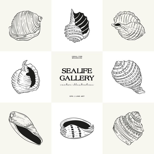 Vector handdrawn vector set featuring realistic sketches of various marine seashells starfish in black