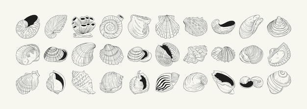 Vector handdrawn vector set featuring realistic sketches of various marine seashells starfish in black