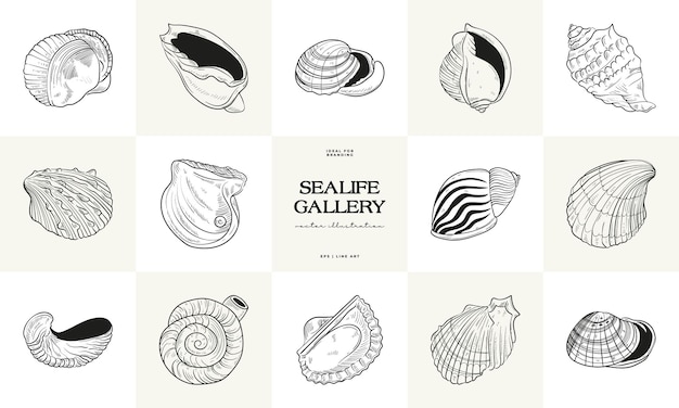 Vector handdrawn vector set featuring realistic sketches of various marine seashells starfish in black