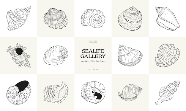 Handdrawn vector set featuring realistic sketches of various marine seashellsstarfish in black