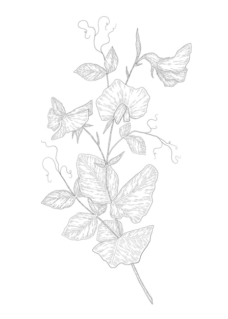 Ручной рисунок векторного цветка сладкого горошка ботаническая иллюстрация летнего полевого цветка
