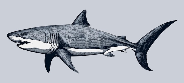Vettore illustrazione disegnata a mano dell'incisione d'epoca di un grande squalo bianco