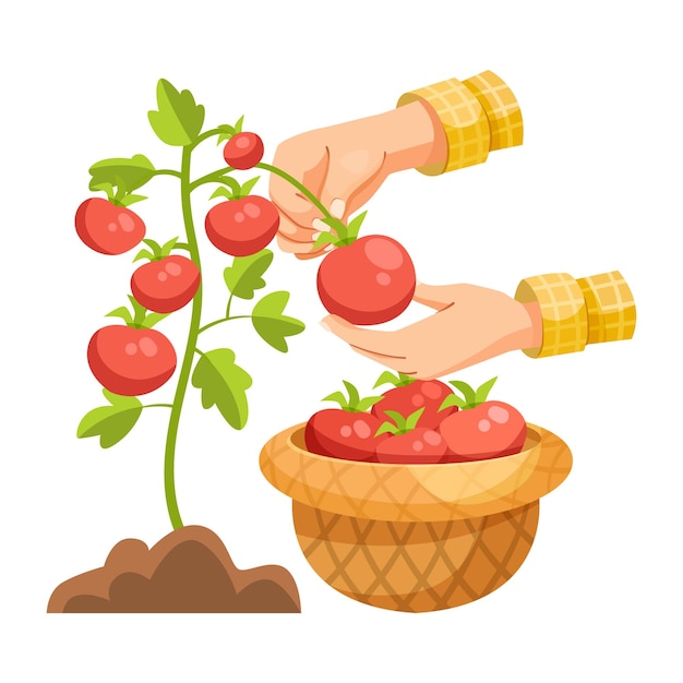 Handen plukken tomaten uit de plant in een mand Vector illustratie