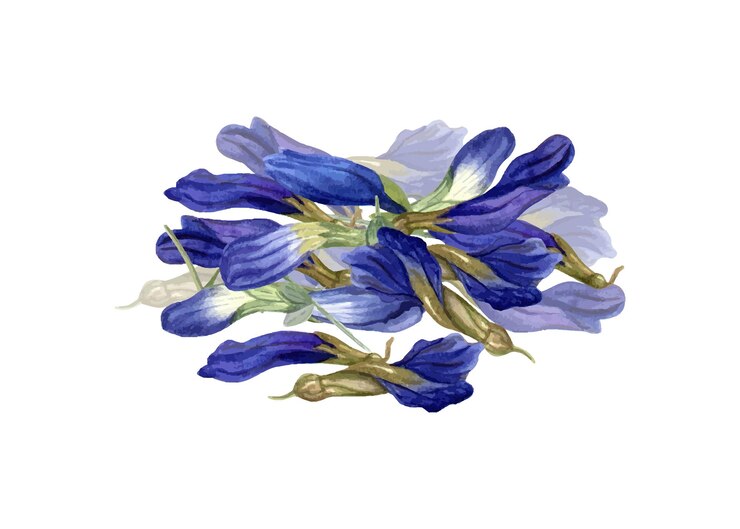 Vector handful of dried clitoria flowers buds for healthy drink anchan dried blue butterfly pea petals herbal wellness tea watercolor illustration for recipe menu label package