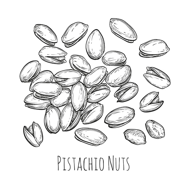 Handful of pistachio nuts Vector illustration of nuts isolated on white background Vintage style